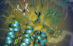 The 3-D modeling of proteins project was started by USC Dornsife’s Raymond Stevens, who is focused on the structure and function of GPCRs and human cell signaling. Illustration by Katya Kadyshevskaya, courtesy of Ray Stevens.